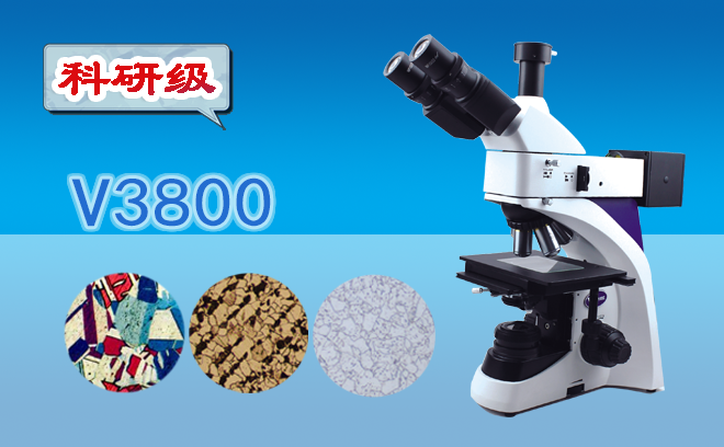 金相草莓视频黄色下载.png